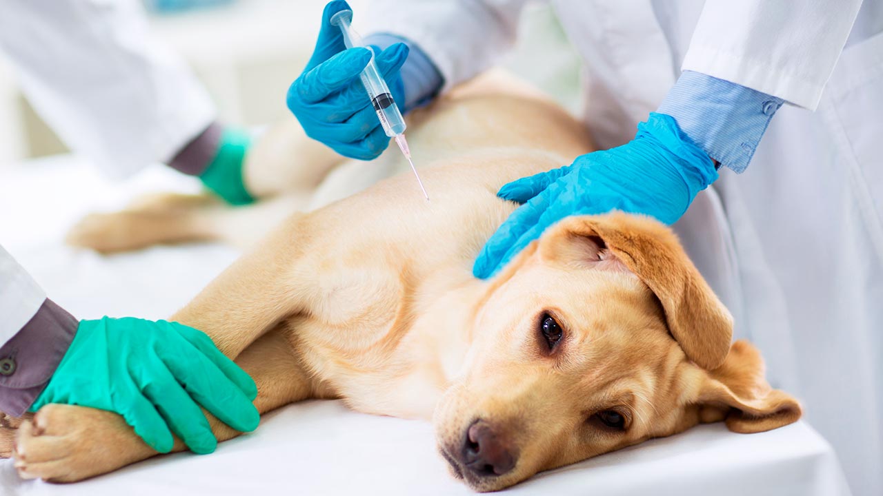 Realizamos la vacunación antirrábica de sus mascotas en Madrid