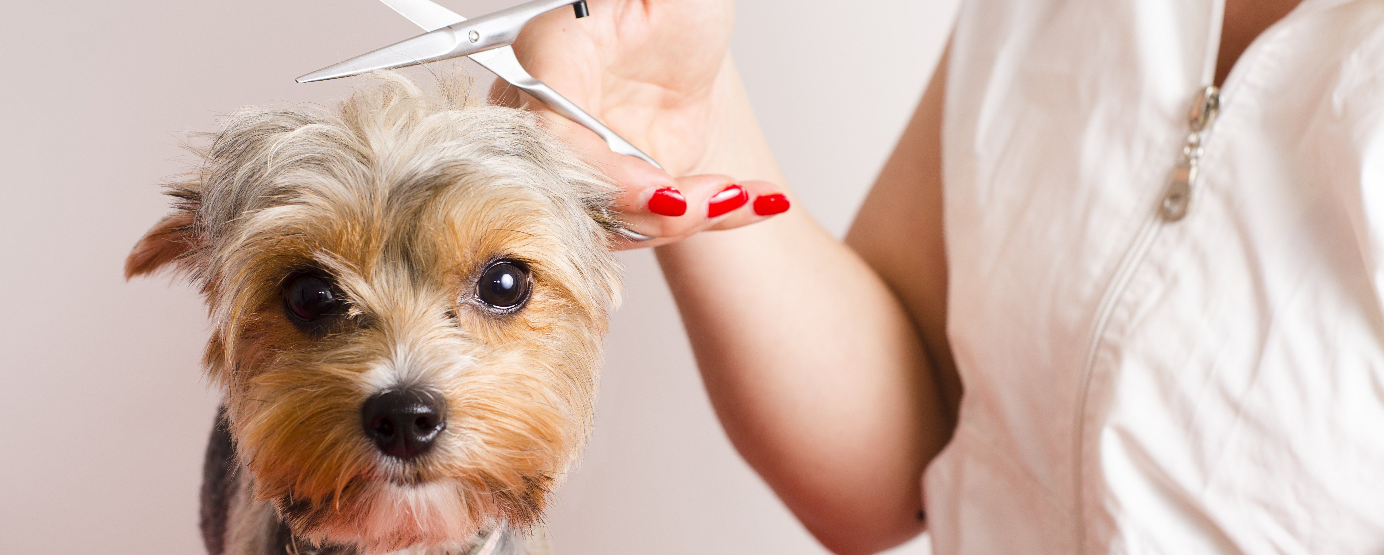 Descubre los servicios de peluquería canina en Madrid