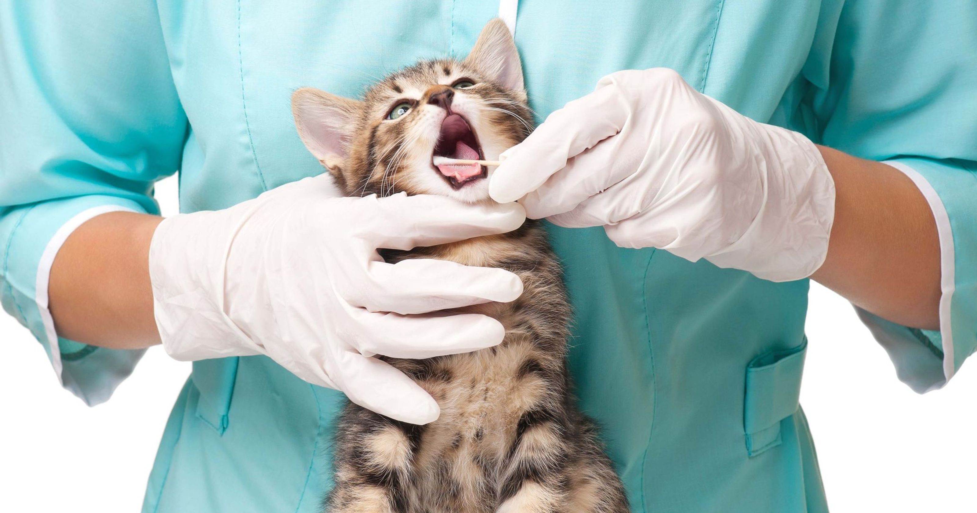 Campaña de limpieza de boca 2019 – Clínica Veterinaria Reino Animal