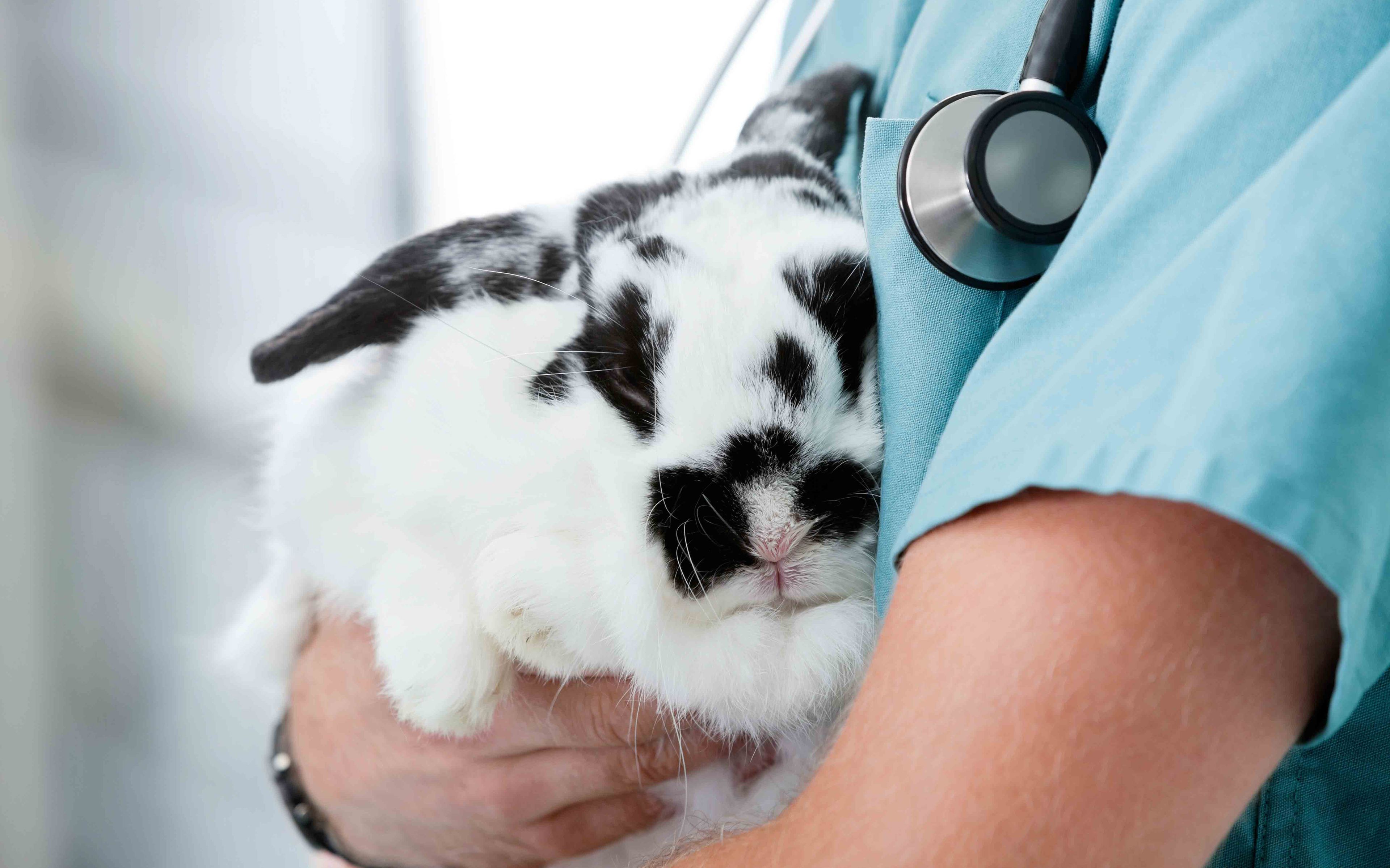 Atendemos animales exóticos en nuestras clínicas veterinarias en Madrid