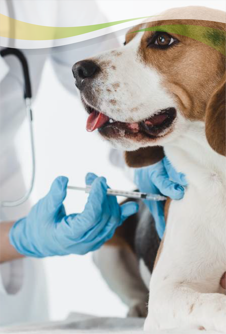 Clínica Veterinaria Reino Animal – La clínica veterinaria en Madrid con  Urgencias 24 Horas
